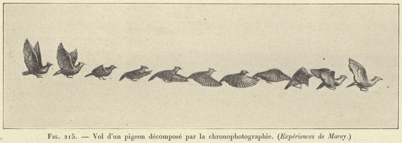 Flugt af en nedbrudt due ved kronofotografering af French School