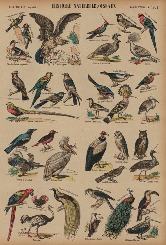 Wild birdsdani af French School