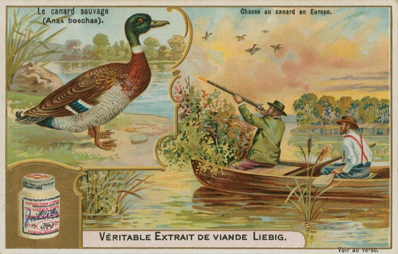 Vildand; andejagt i Europa af French School