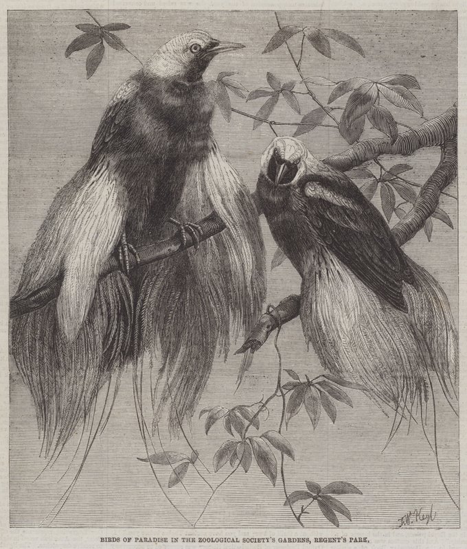 Paradisfugle i Zoologisk Selskabs Have, Regents Park af Friedrich Wilhelm Keyl