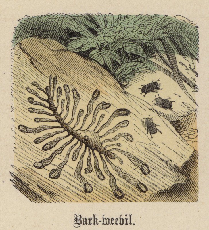 Bark-snudebille (farvet gravering) af Friedrich Specht