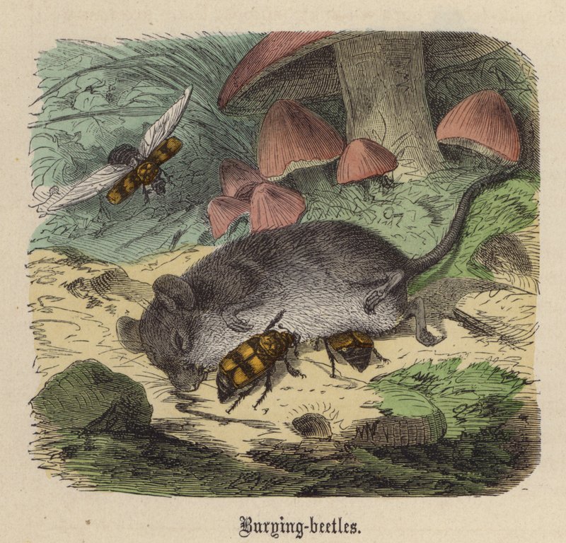 Begravelsesbiller (farvegravering) af Friedrich Specht