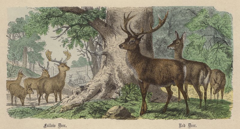 Dådyr, Kronhjort (farvet indgravering) af Friedrich Specht