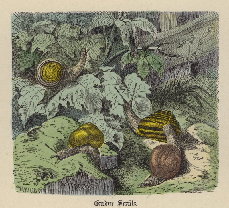 Havesnegle (farvet gravering) af Friedrich Specht