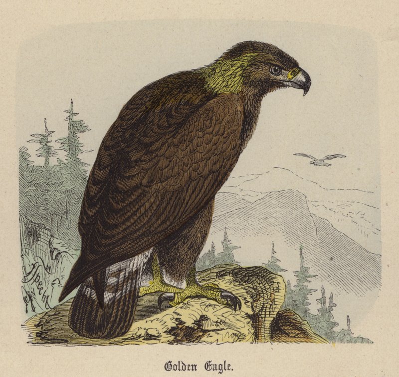 Golden Eagle (farvet gravering) af Friedrich Specht