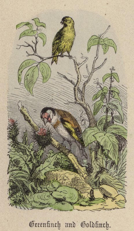Grønfink og Guldfink (farvet gravering) af Friedrich Specht