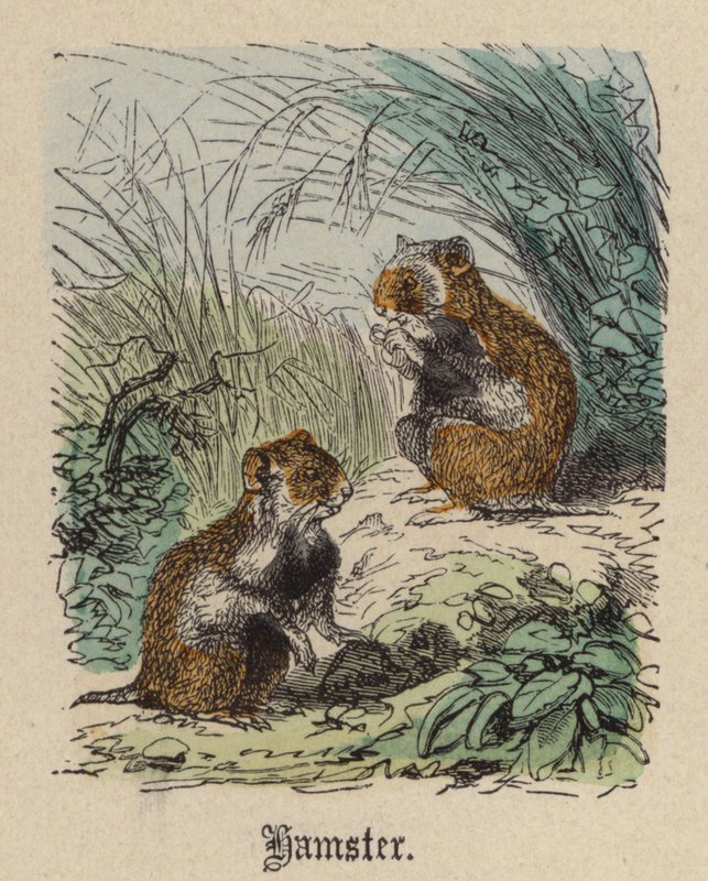 Hamster (farvet gravering) af Friedrich Specht