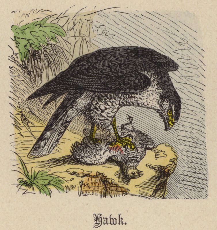 Hawk (farvet gravering) af Friedrich Specht