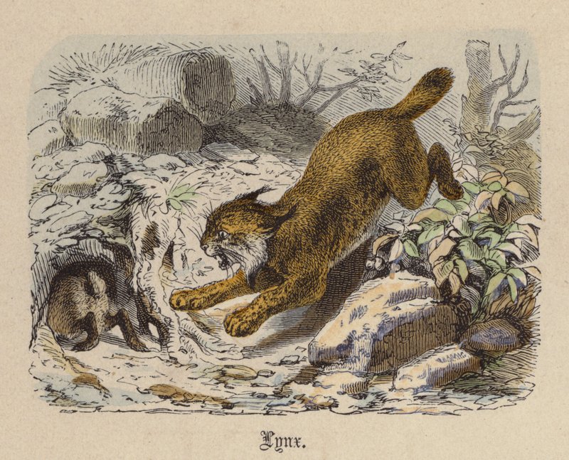 Lynx (farvet gravering) af Friedrich Specht