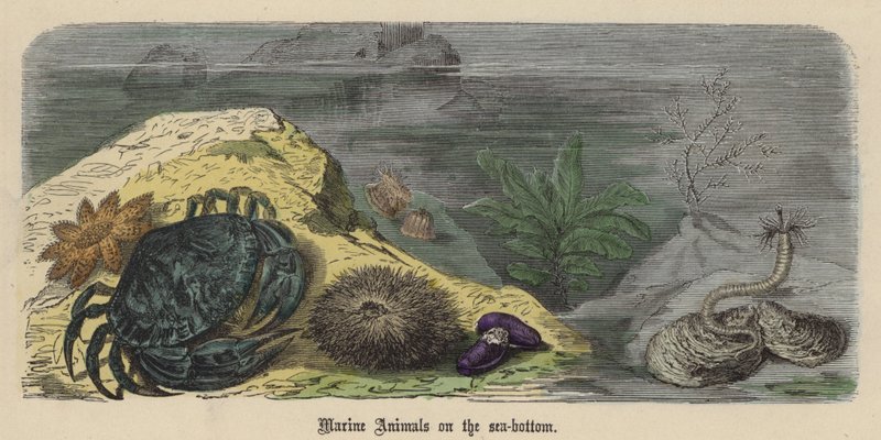 Havdyr på havbunden (farvet indgravering) af Friedrich Specht