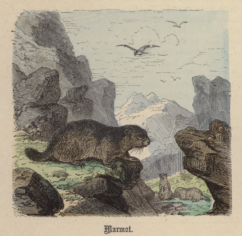 Murmeldyr (farvet gravering) af Friedrich Specht