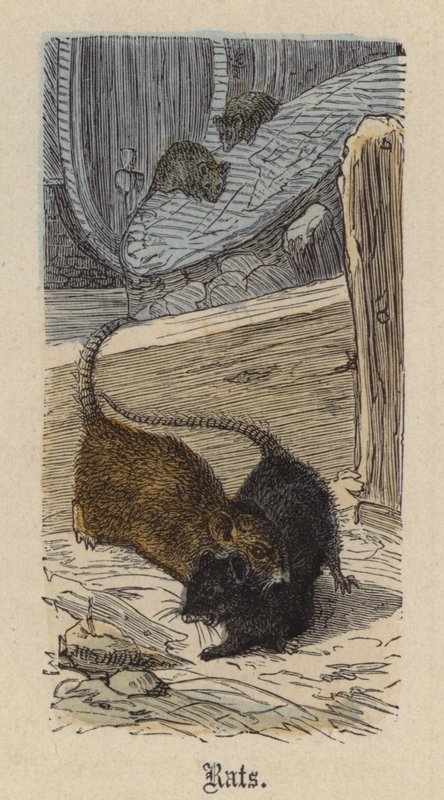 Rotter (farvet gravering) af Friedrich Specht