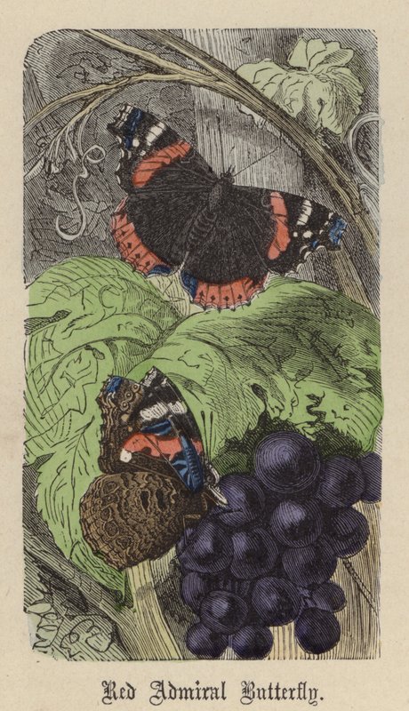 Red Admiral Butterfly (farvet indgravering) af Friedrich Specht