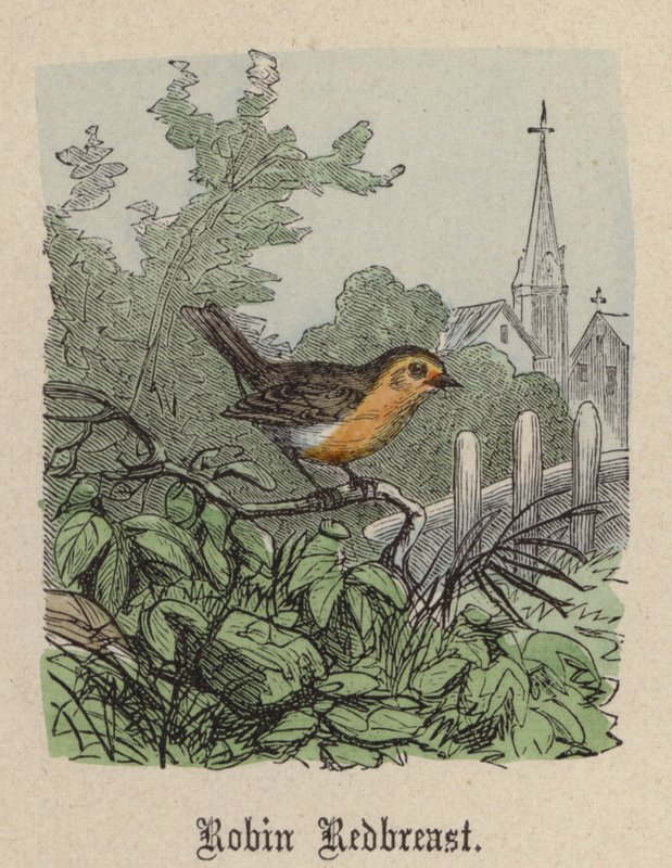 Robin Redbreast (farvet gravering) af Friedrich Specht