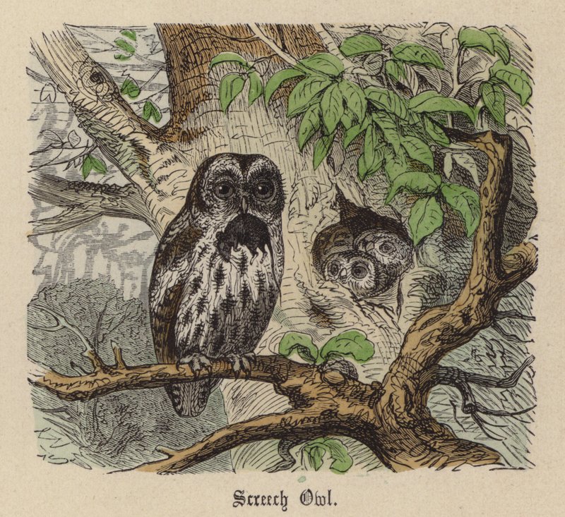 Screech Owl (farvet gravering) af Friedrich Specht