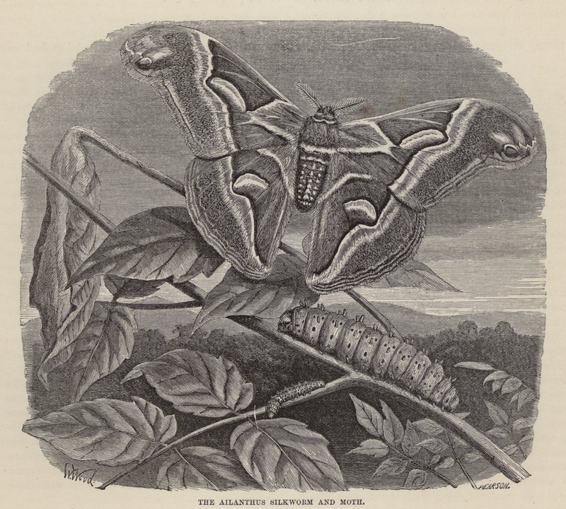 Ailanthus silkeorm og møl (gravering) af Friedrich Specht
