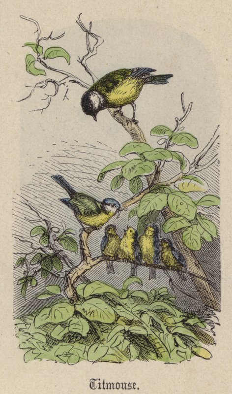 Mejse (farvet gravering) af Friedrich Specht