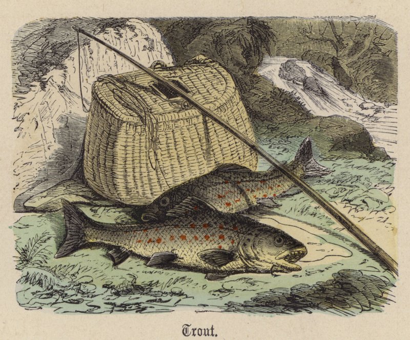 Ørred (farvet gravering) af Friedrich Specht