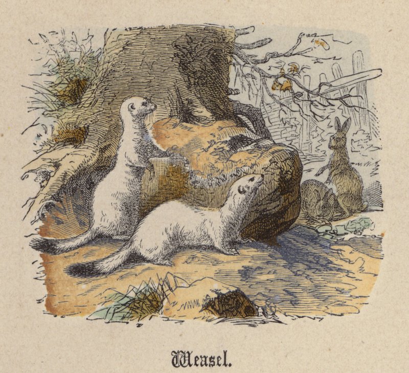 Weasel (farvet gravering) af Friedrich Specht