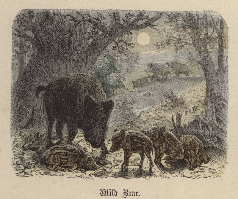 Vildsvin (farvet gravering) af Friedrich Specht