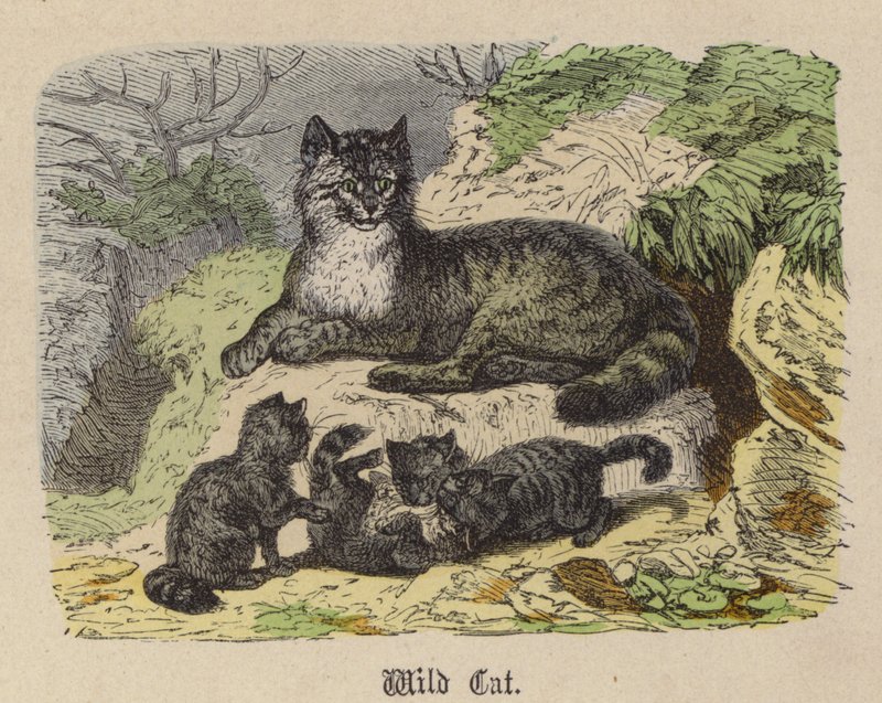 Wild Cat (farvet gravering) af Friedrich Specht