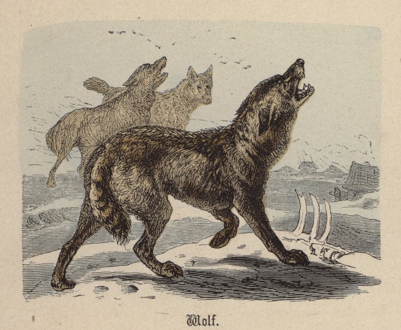 Wolf (farvet gravering) af Friedrich Specht