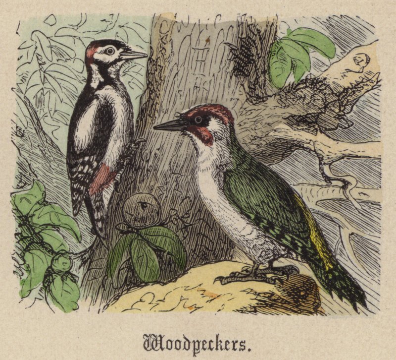 Spætter (farvet gravering) af Friedrich Specht