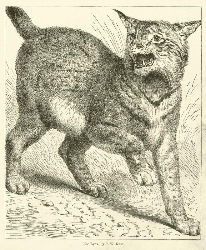 The Lynx (gravering) af Friedrich Wilhelm Keyl