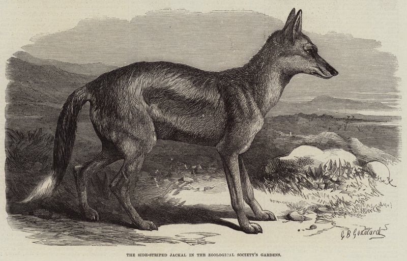Den sidestribet sjakal i Zoologisk Selskabs have af George Bouverie Goddard