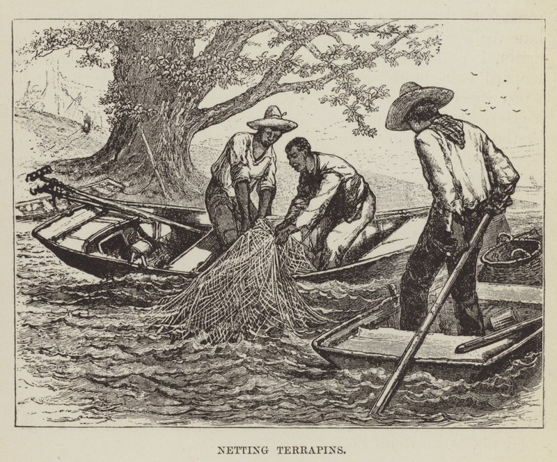 Netsætning af terrapiner af George Augustus Sala