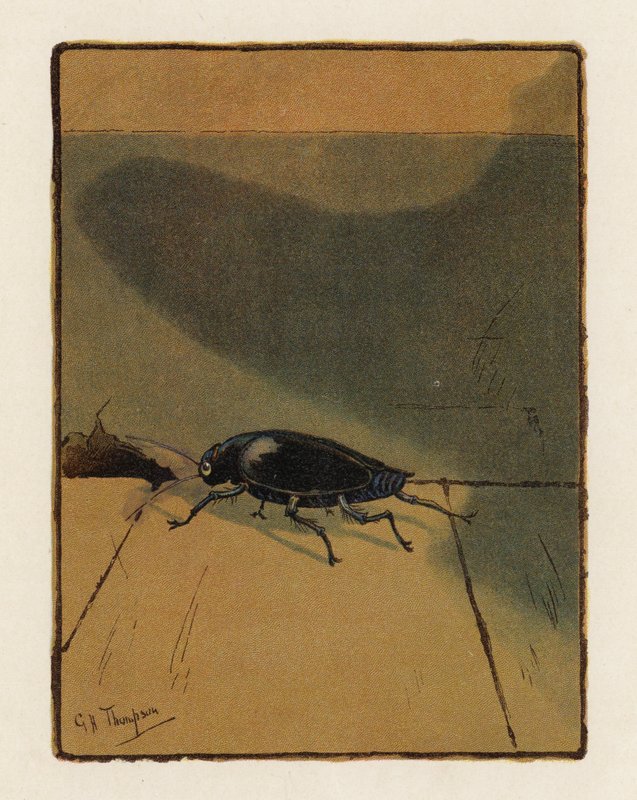 The Beetle (farvelitografi) af George Henry Thompson