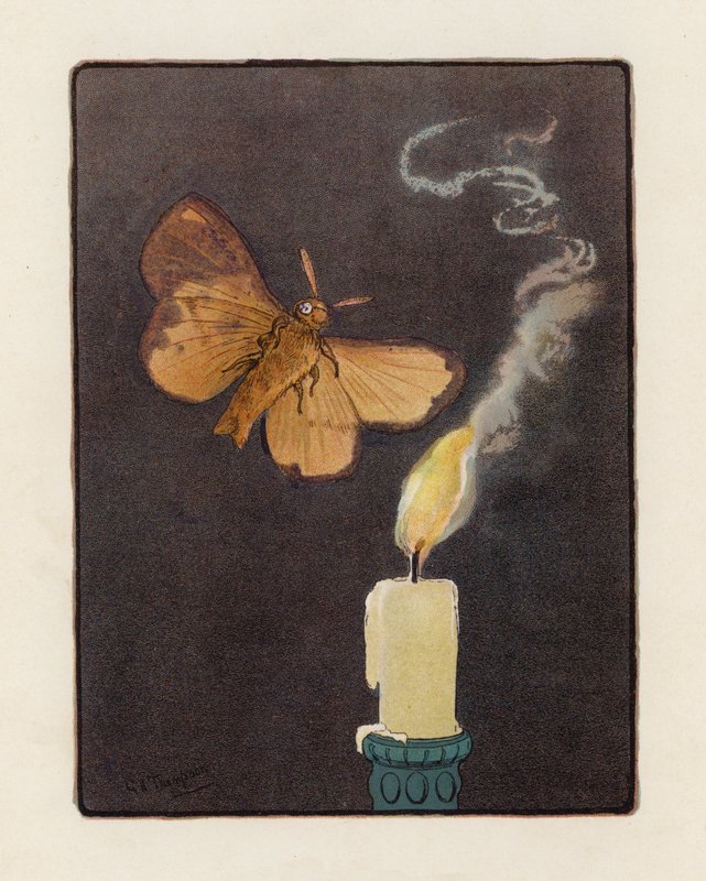 The Moth (farvelitografi) af George Henry Thompson