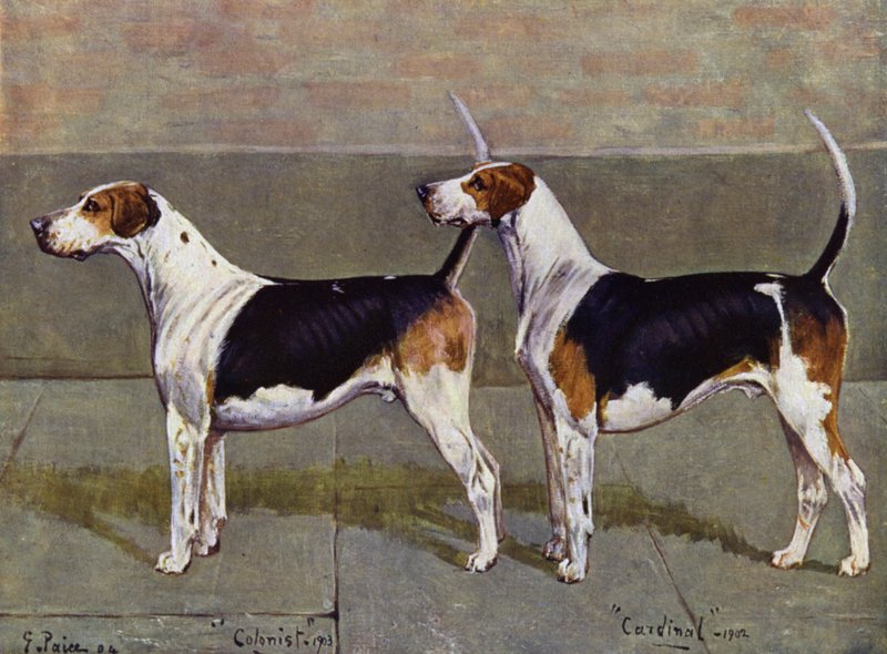 Puckeridge Foxhounds Colonist og Cardinal af George Paice