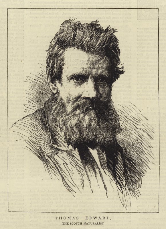 Thomas Edward af George Reid