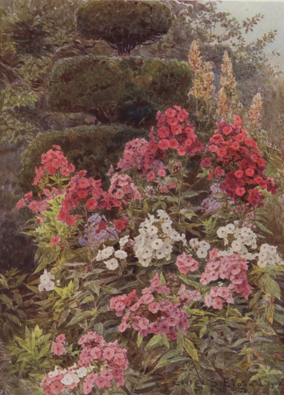 Phlox af George Samuel Elgood