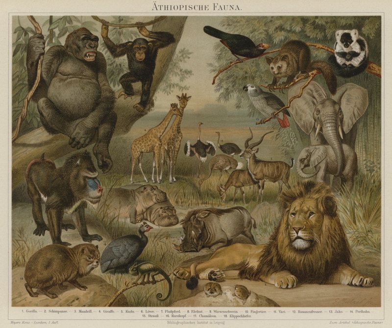afrikansk fauna af German School