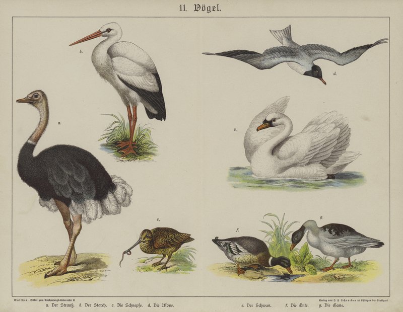 Dyr (farve litho) af German School