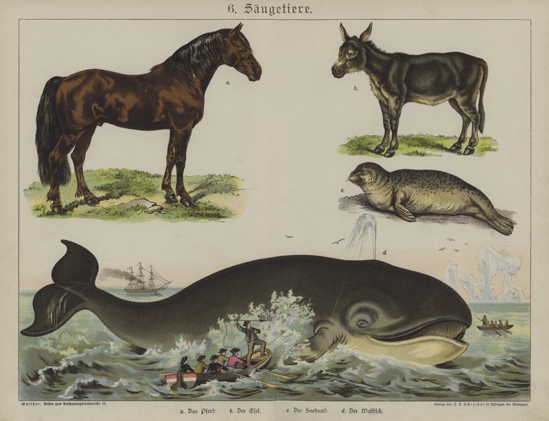 Dyr (farve litho) af German School