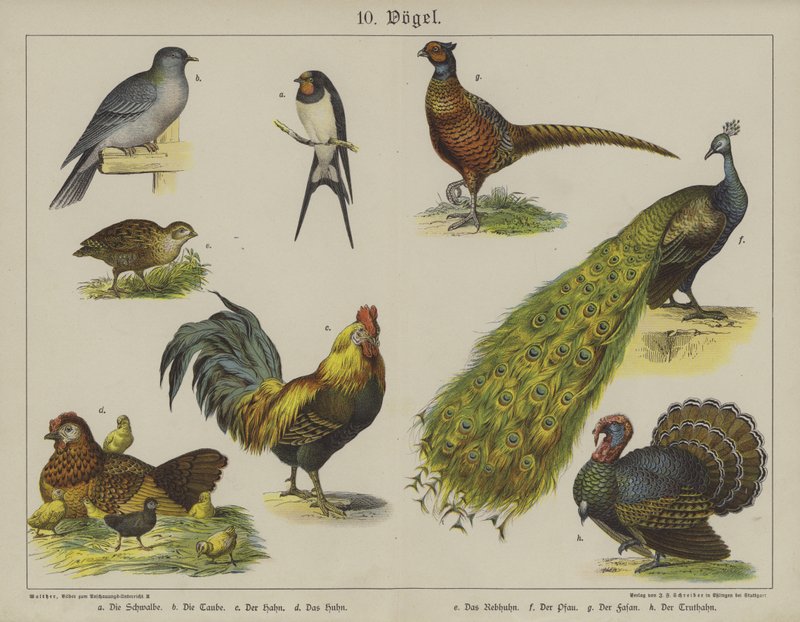 Dyr (farve litho) af German School