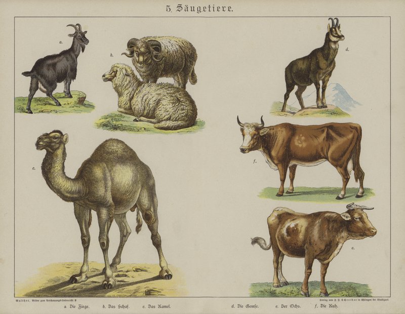 Dyr (farve litho) af German School