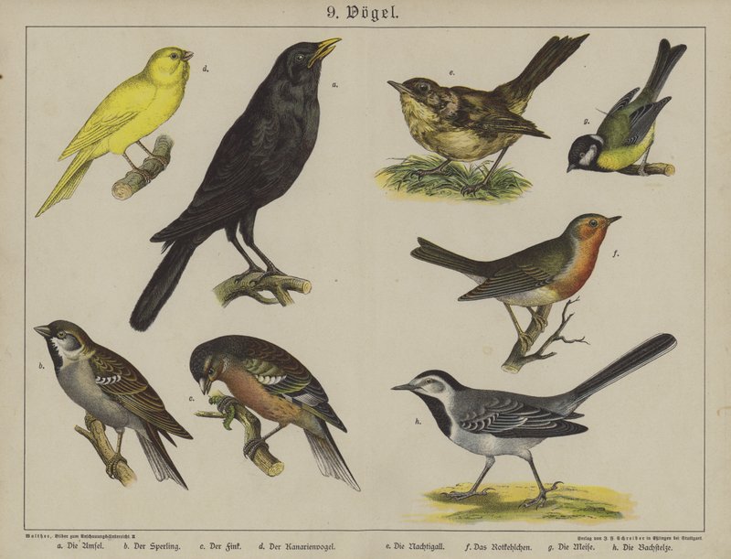 Dyr (farve litho) af German School