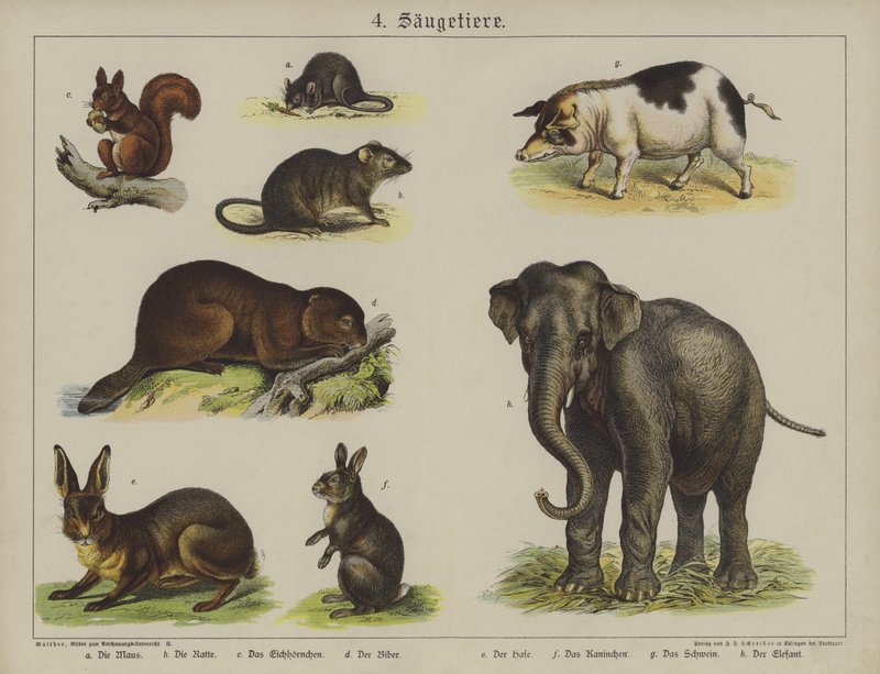 Dyr (farve litho) af German School