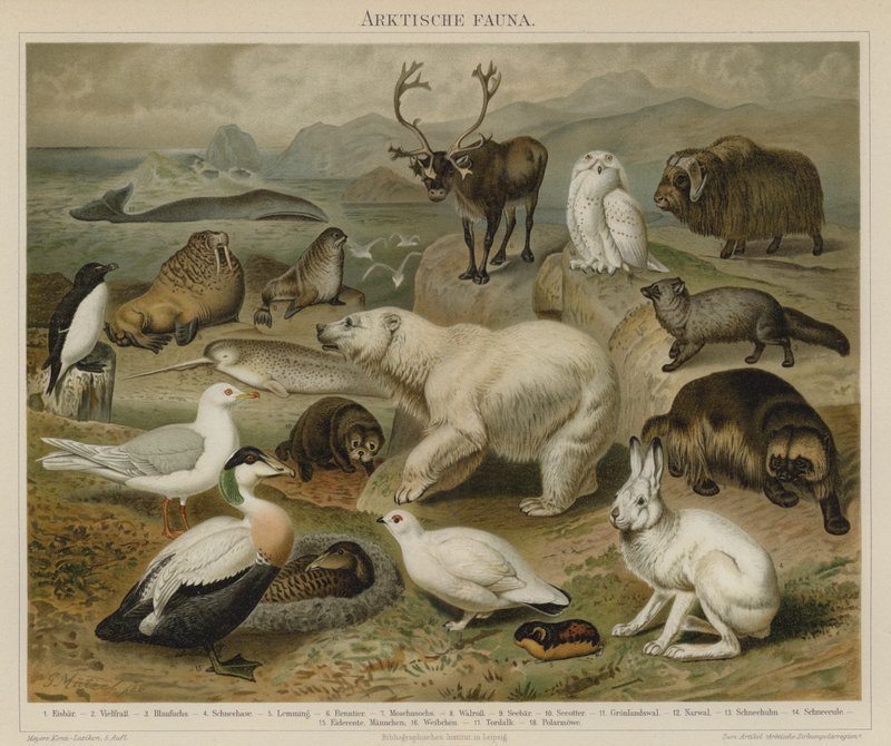 Arktisk fauna af German School