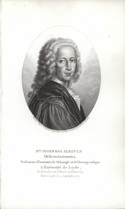 Bernhard Siegfried Albinus af German School