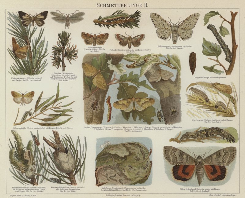 Sommerfugle og møl (farve litho) af German School