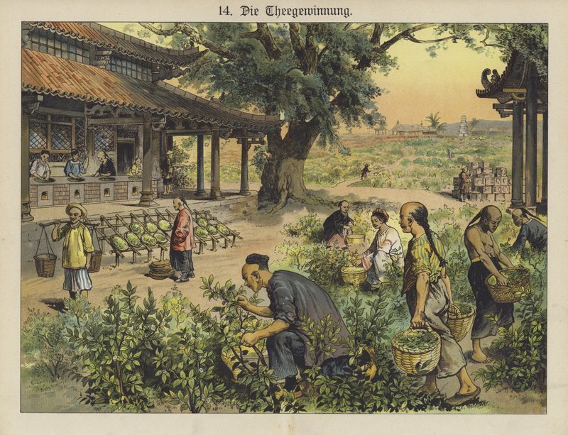 Kinesisk teplantage (farve litho) af German School