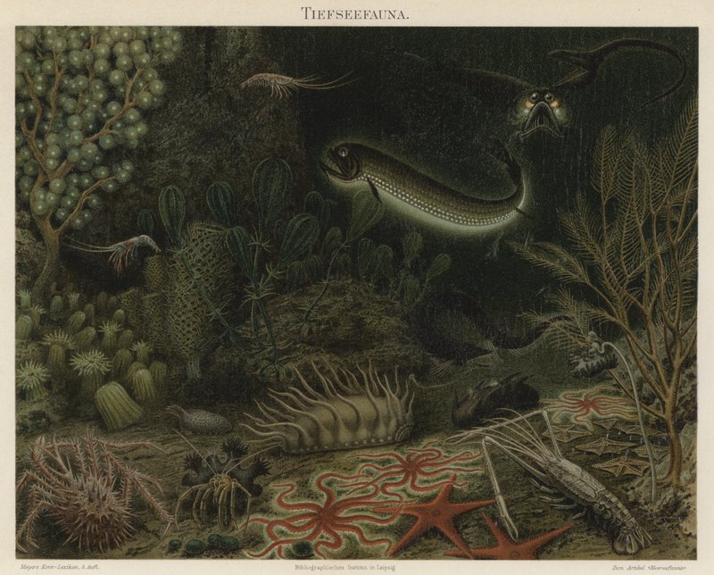 Dybhavsfauna (farve litho) af German School