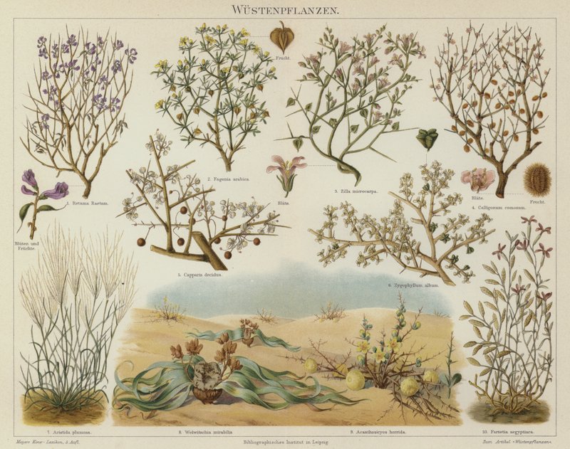 Ørkenplanter (farve litho) af German School