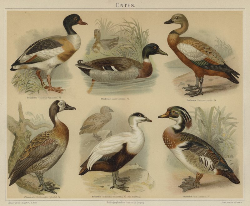 Ænder (farve litho) af German School