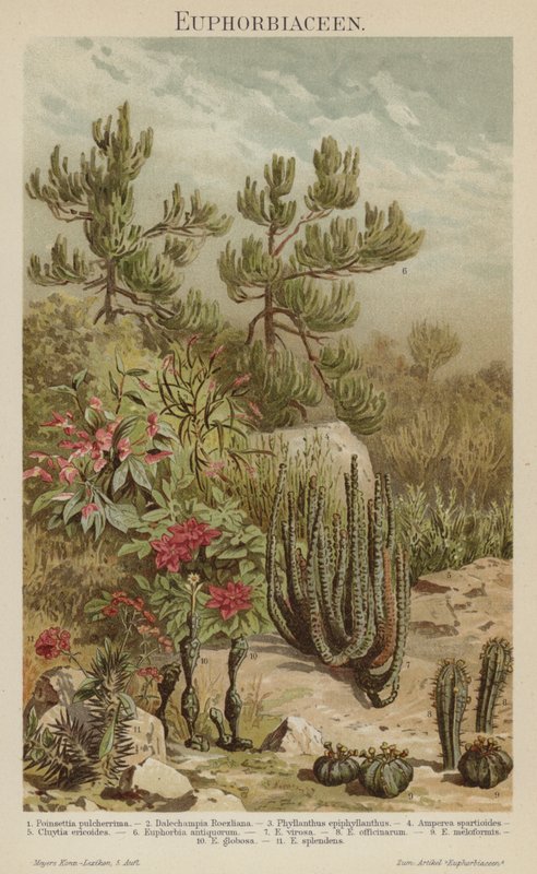 Euphorbias (farve litho) af German School